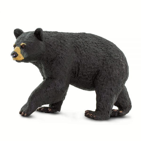 דוב שחור