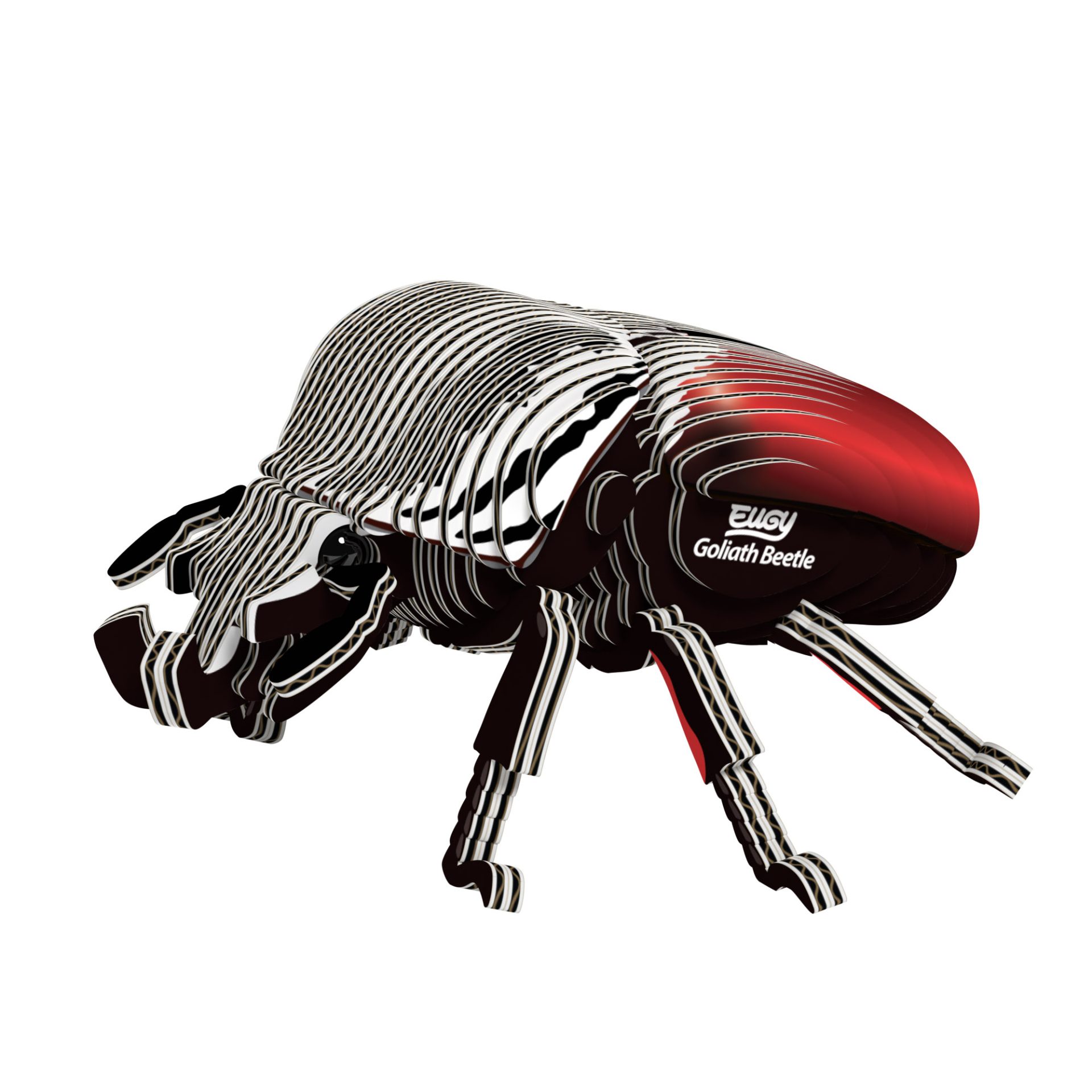 111_Goliath_Beetle_white